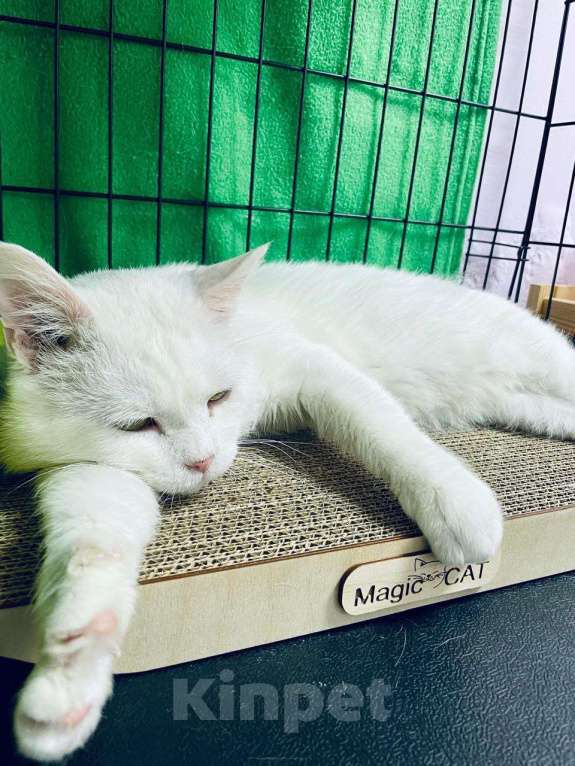 Кошки в Москве: Котик в добрые руки Мальчик, Бесплатно - фото 4