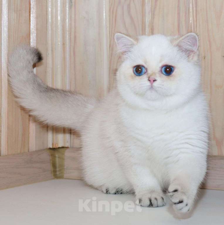 Кошки в Рыбинске: Британская короткошерстная 5 мес шиншилла поинт  Девочка, 25 000 руб. - фото 2