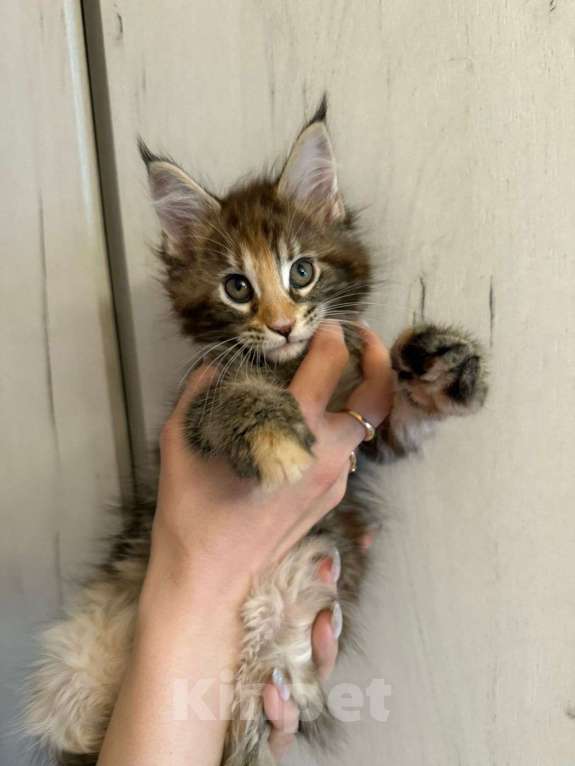 Кошки в Санкт-Петербурге: Котята Мейн-кун Мальчик, 40 000 руб. - фото 5