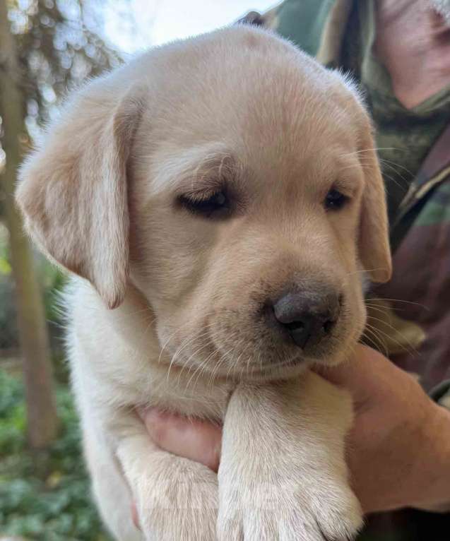 Собаки в Солнечногорске: Лабрадор щенки мальчики палевые РКФ Мальчик, 80 000 руб. - фото 3