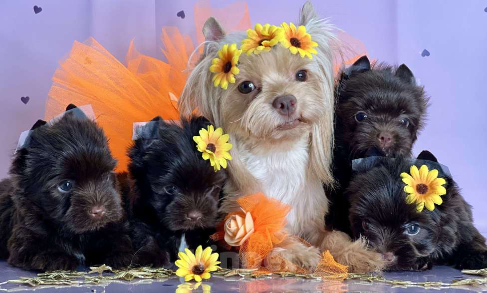 Собаки в Котельнике: Шоколадный Йорк мини мальчик  Мальчик, 80 000 руб. - фото 4