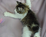 Кошки в Егорьевске: Котята Курильский бобтейл Мальчик, 40 000 руб. - фото 5