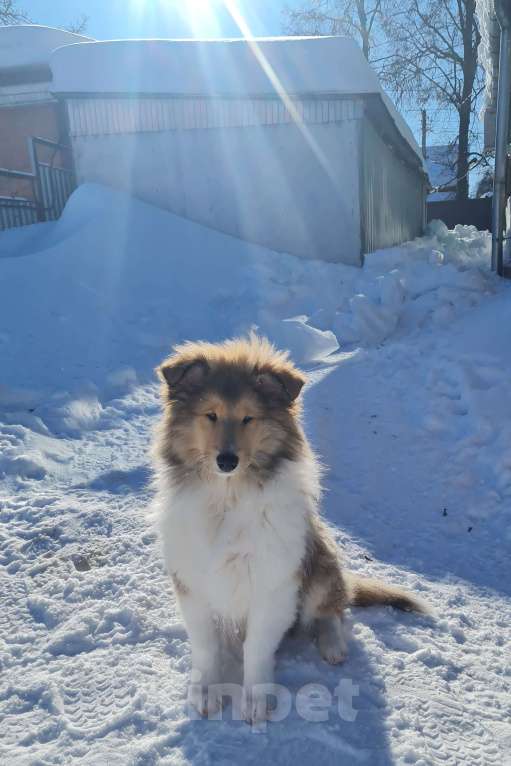 Собаки в Туле: Щенок Колли Длинношерстный Мальчик, 70 000 руб. - фото 10