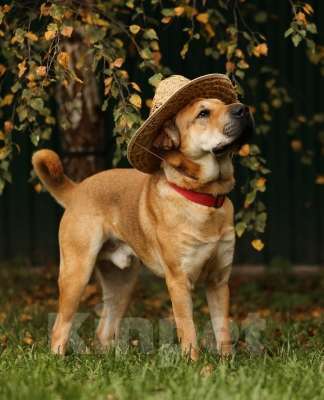 Собаки в Москве: Маффин суперпозитивный и общительный! Мальчик, Бесплатно - фото 2