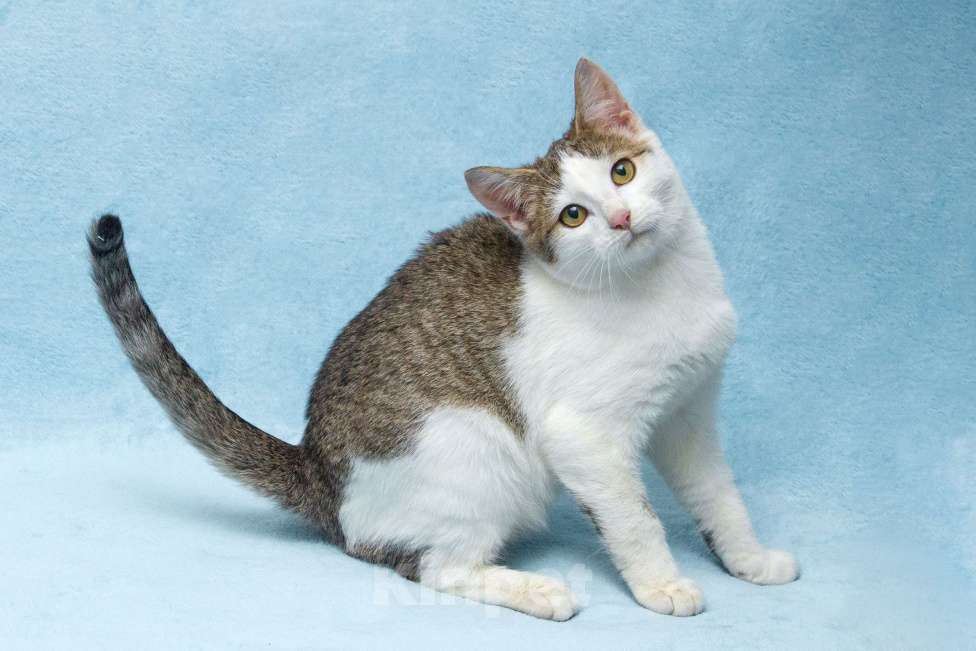 Кошки в Москве: Ищет свою семью братик Чепушиленок Мальчик, Бесплатно - фото 2