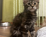 Кошки в Оренбурге: Мейн Кун девочка Девочка, 20 000 руб. - фото 10