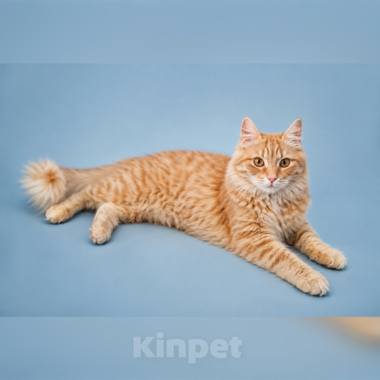 Кошки в Москве: Котик Рыжик в добрые руки Мальчик, Бесплатно - фото 2