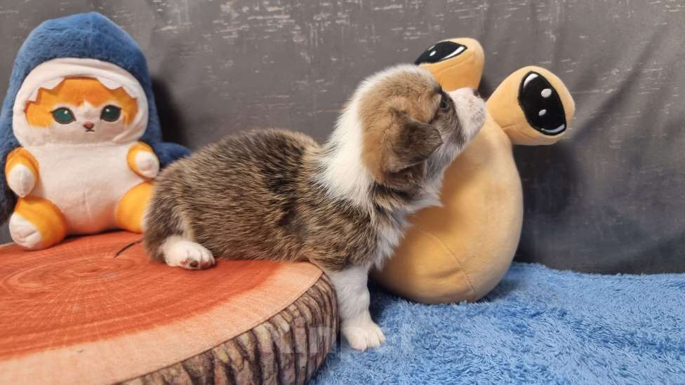 Собаки в Москве: Элитный щенок Девочка, 75 000 руб. - фото 7