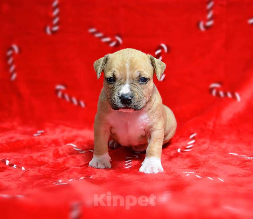 Собаки в Москве: Рыжик красавчик амстафф Мальчик, 60 000 руб. - фото 4