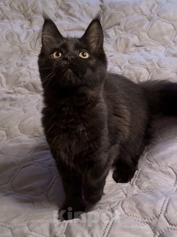 Кошки в Петергофе: Девулечка Девочка, 40 000 руб. - фото 6