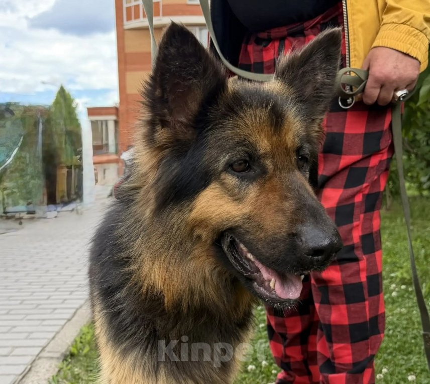 Собаки в других городах Московской области: Аглая ,около года , в добрые руки Девочка, Бесплатно - фото 3