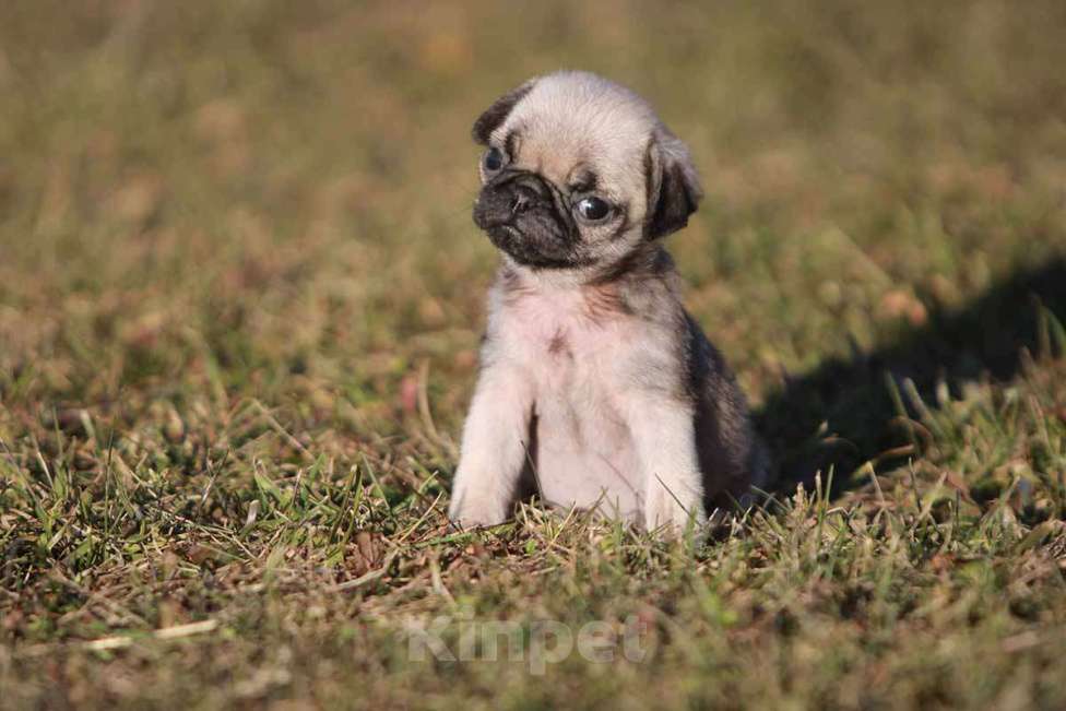 Собаки в Екатеринбурге: Мопс мини девочка Девочка, 35 000 руб. - фото 1