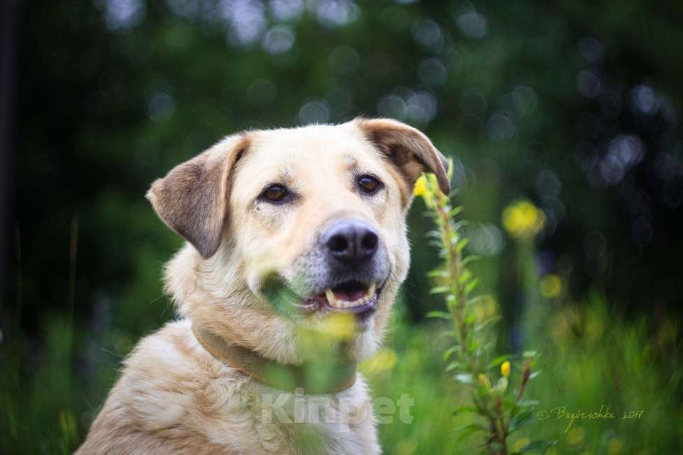 Собаки в Москве: Лакки Мальчик, Бесплатно - фото 4