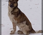 Собаки в Кемерово: Активный и здоровый щенок Девочка, 100 руб. - фото 2