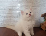 Кошки в Новосибирске: ♂️Ryzhij Lis    Мальчик, 45 000 руб. - фото 5