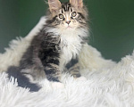 Кошки в Ростове-на-Дону: Котенок мейн кун Мальчик, 50 000 руб. - фото 1