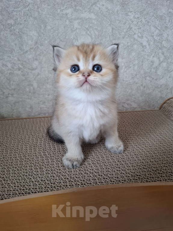 Кошки в Нижнем Новгороде: Шотландские котята Разнополые, 35 000 руб. - фото 4