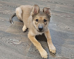 Собаки в Иркутске: Срочно отдам щенка в добрые руки Девочка, Бесплатно - фото 3
