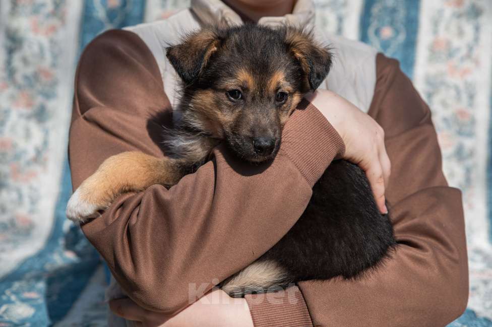 Собаки в Москве: Щенок 2х месяцев Бим в добрые руки Мальчик, Бесплатно - фото 4