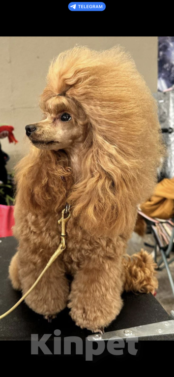 Собаки в Санкт-Петербурге: Миниатюрный пудель ВЕЛИКОЛЕПНЫЙ ПУДЕЛЬ ЭЛЛАЙ ДАР СУДЬБЫ ищет любимых хозяев. Мальчик, 100 000 руб. - фото 7