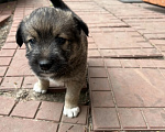 Собаки в Нижнем Новгороде: Щенки Мальчик, Бесплатно - фото 4
