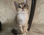 Кошки в Нижнем Новгороде: Отдам кошечку в добрые руки  Девочка, Бесплатно - фото 1