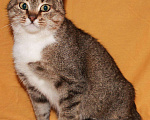 Кошки в Москве: Ласковая кошка Мурочка ищет дом, Бесплатно - фото 1