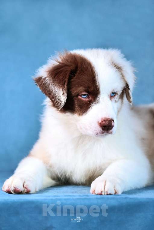 Собаки в других городах Новосибирской области: Щенки австралийской овчарки Мальчик, Бесплатно - фото 1