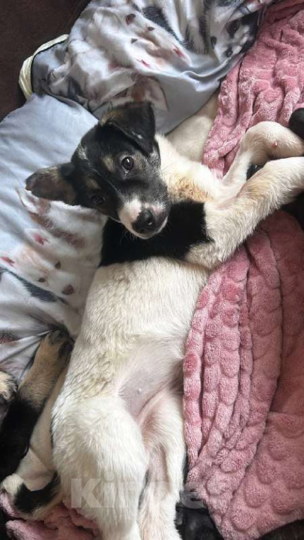 Собаки в Королеве: Друзья, мы ищем дом малышке Дженни! Девочка, Бесплатно - фото 4