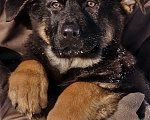 Собаки в других городах Московской области: Щенки немецкой овчарки рабочего разведения РКФ Мальчик, Бесплатно - фото 3
