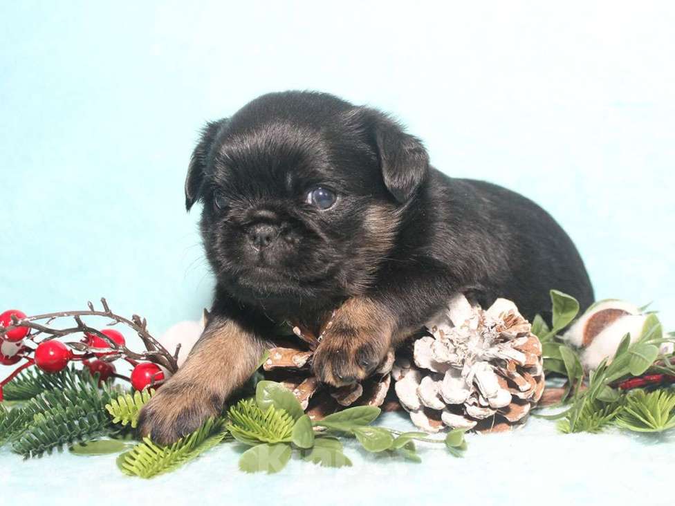 Собаки в Санкт-Петербурге: Красивая девочка  Девочка, 80 000 руб. - фото 6