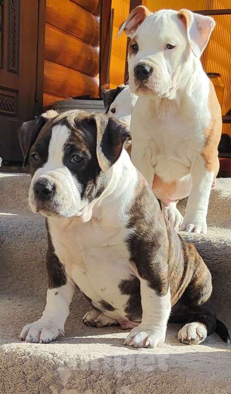 Собаки в Волхове: Продам щенка амстафф, американский стаффордширский терьер Мальчик, 80 000 руб. - фото 5