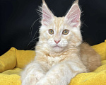 Кошки в Краснодаре: Мейн-кун Мальчик, 45 000 руб. - фото 3
