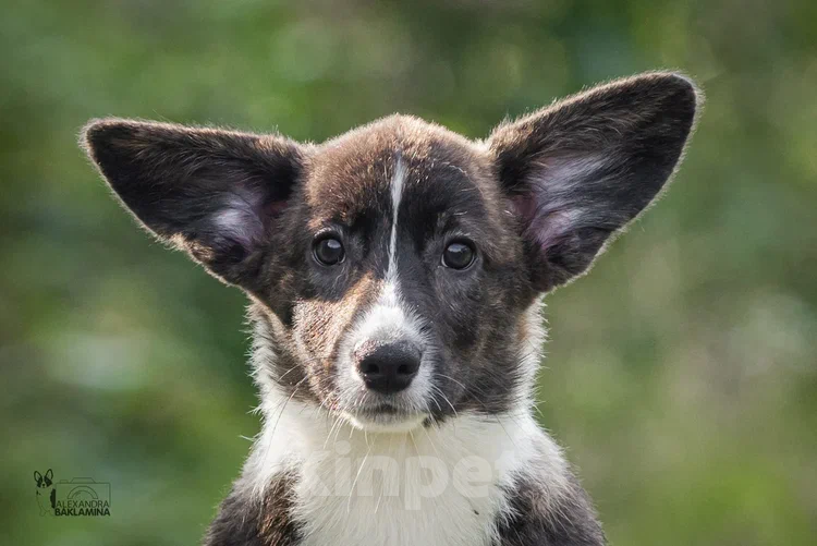 Собаки в других городах Московской области: Янита  Девочка, 30 000 руб. - фото 6