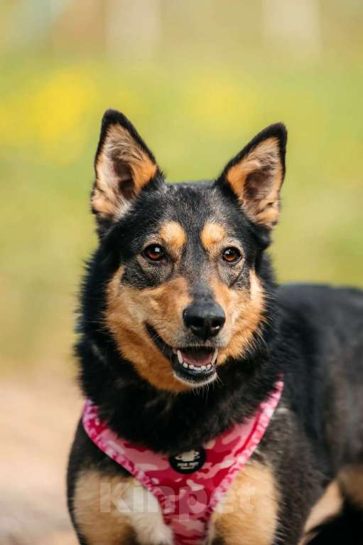 Собаки в Москве: Небольшая идеальная добро-собака Дороти в добрые руки Девочка, 1 руб. - фото 3