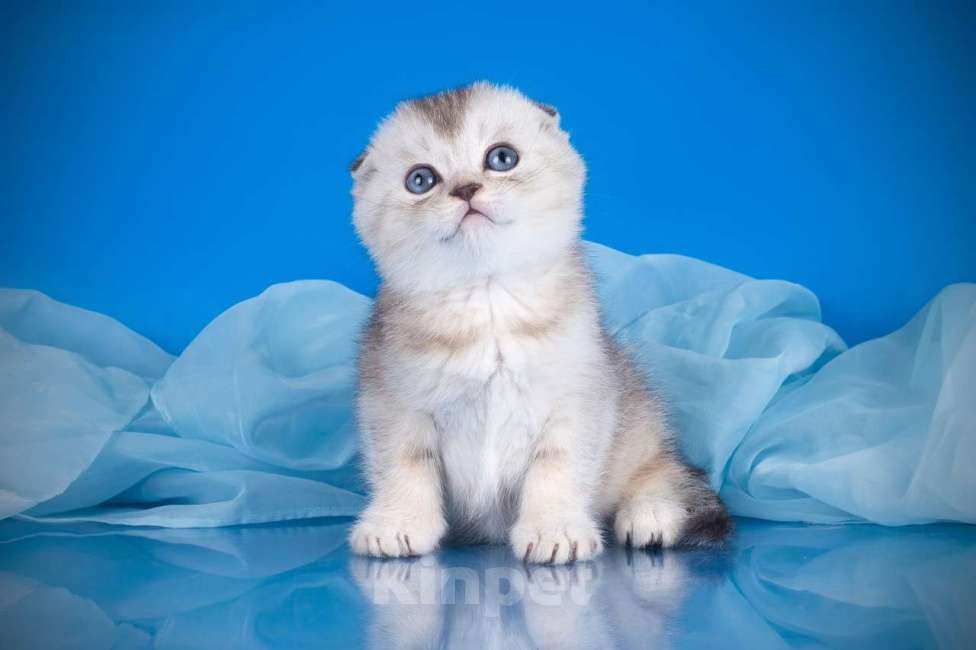 Кошки в Санкт-Петербурге: Серебристый скоттиш-фолд Мальчик, 35 000 руб. - фото 1