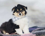 Собаки в Челябинске: Триколорный щенок колли длинношерстного Мальчик, Бесплатно - фото 4