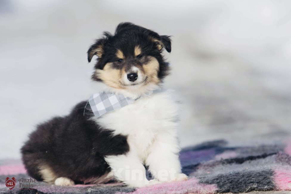 Собаки в Челябинске: Триколорный щенок колли длинношерстного Мальчик, Бесплатно - фото 4