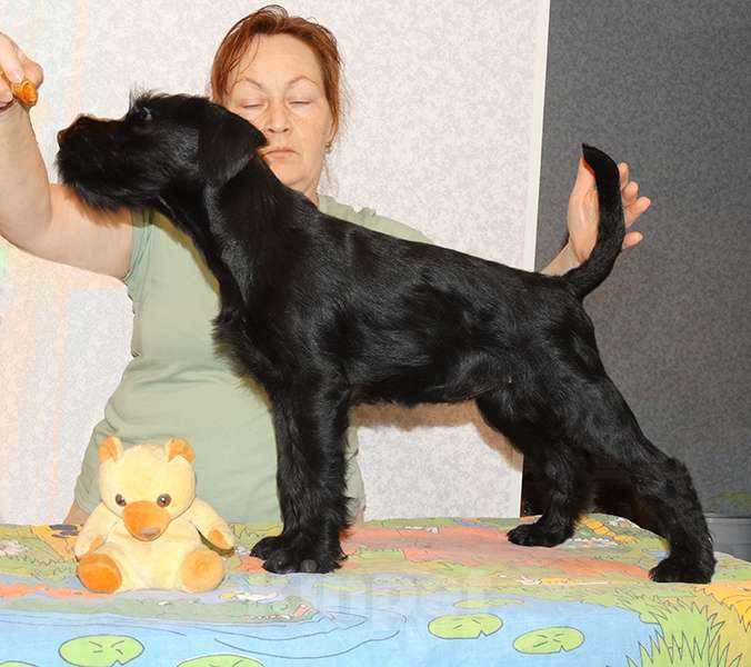 Собаки в Москве: Миттельшнауцер черного окраса Девочка, Бесплатно - фото 3