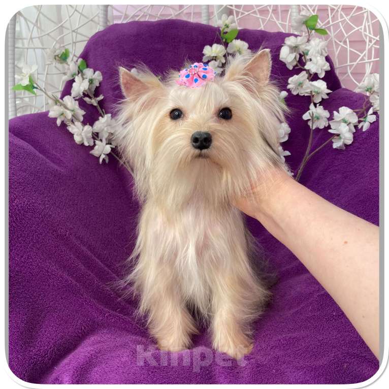 Собаки в Москве: Мини девочка йоркширского терьера золотая голддаст Девочка, 80 000 руб. - фото 7