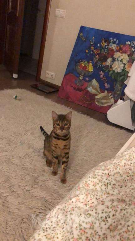 Кошки в Мытищах: Потерялась кошка Девочка, 10 руб. - фото 3