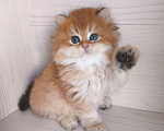 Кошки в Москве: Шикарная золотая шиншилла Мальчик, 60 000 руб. - фото 3