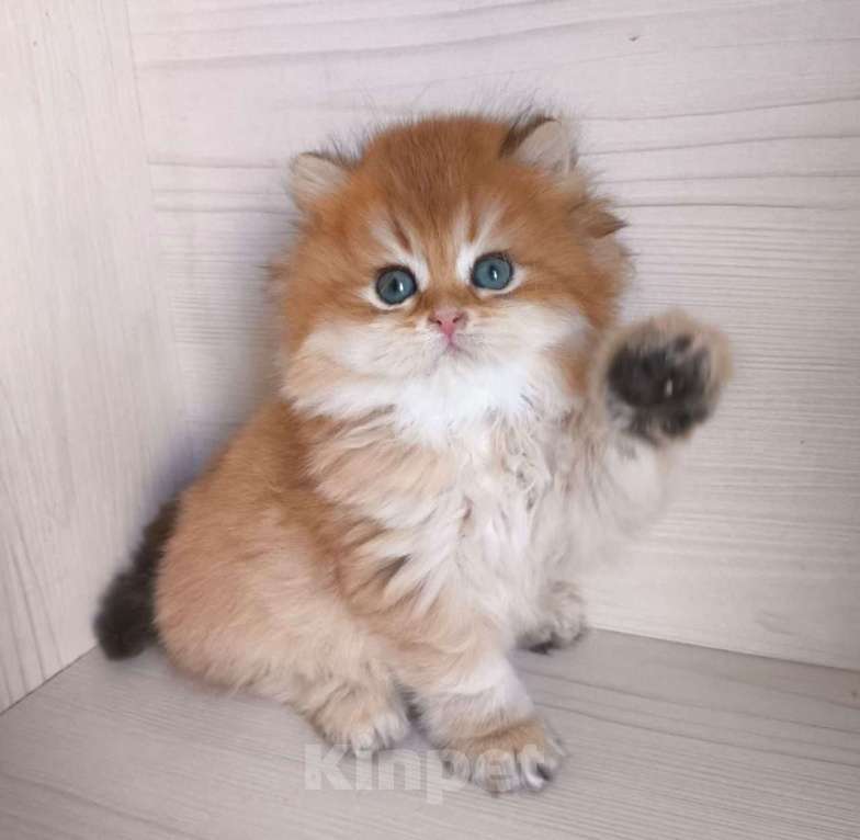 Кошки в Москве: Шикарная золотая шиншилла Мальчик, 60 000 руб. - фото 3