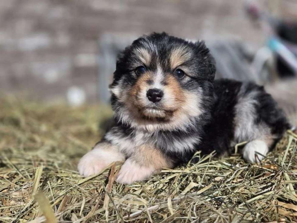 Собаки в других городах Московской области: миниатюрная американская овчарка Девочка, 90 000 руб. - фото 1