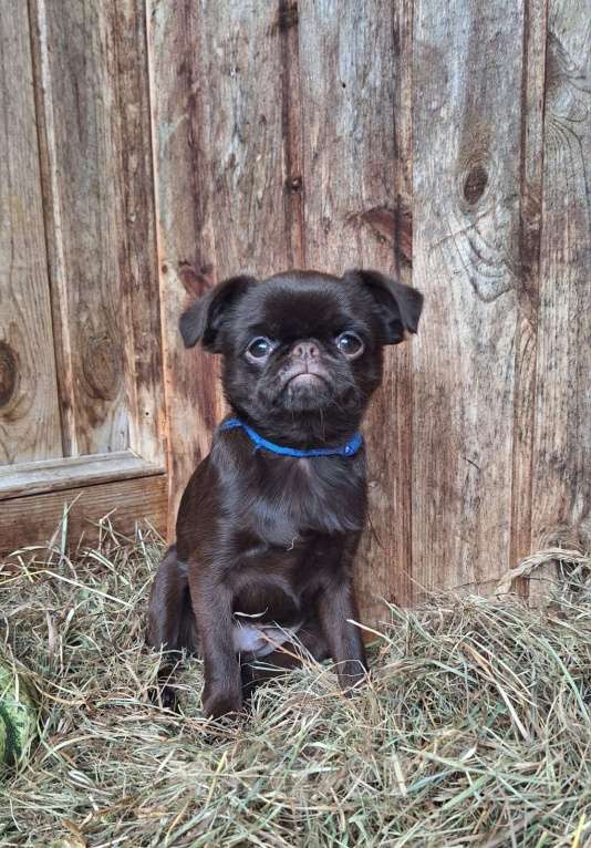 Собаки в Москве: Щенок пти брабансон мальчик Мальчик, 130 000 руб. - фото 8