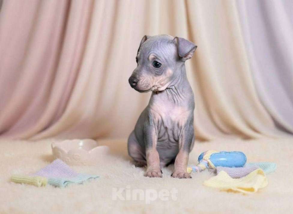 Собаки в Александрове: Щенки американского голого терьера Разнополые, Бесплатно - фото 2