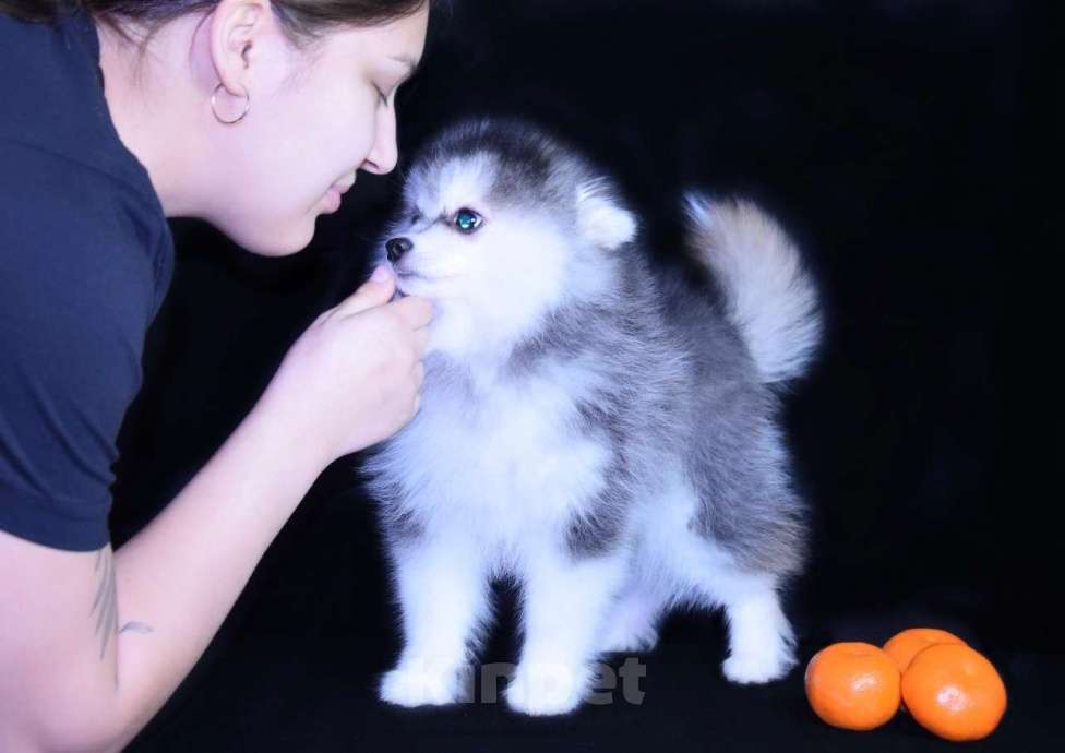 Собаки в Краснодаре: Девочка Помски Девочка, 200 000 руб. - фото 7