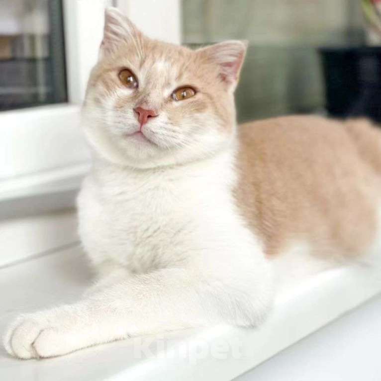 Кошки в Москве: Вислоухий котик Вермут Мальчик, Бесплатно - фото 3