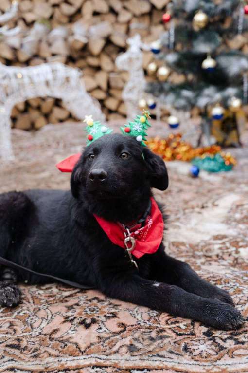 Собаки в Москве: Ваш личный Сириус Блэк Мальчик, Бесплатно - фото 3