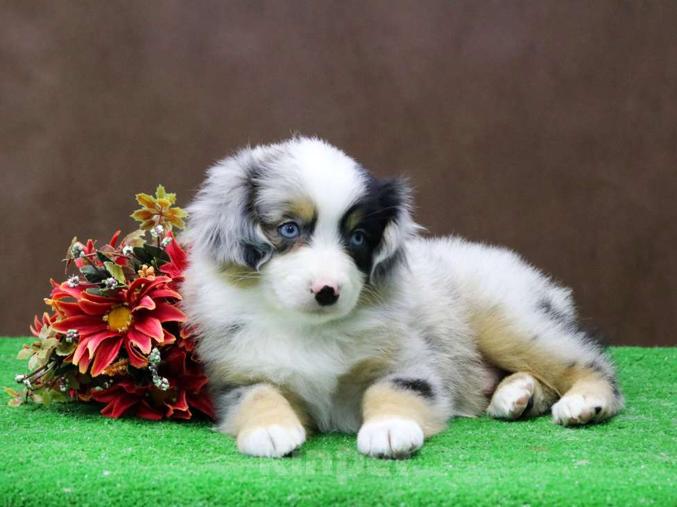 Собаки в Москве: Мини аусси шикарный мальчик Мальчик, 120 000 руб. - фото 1